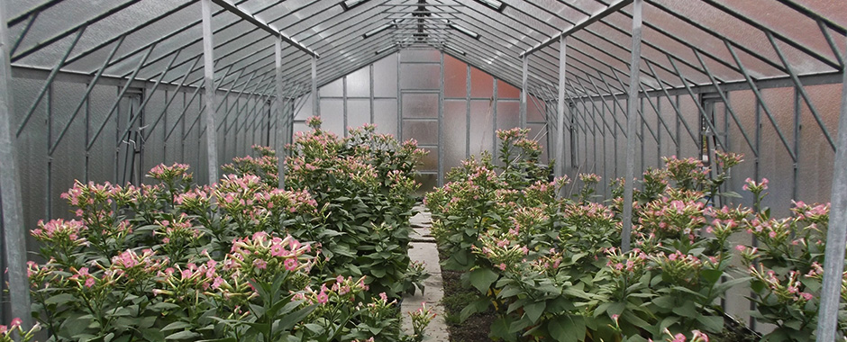 Vnitřní prostor skleníku užívaného k pěstování tabáku virginského (Nicotiana tabacum)