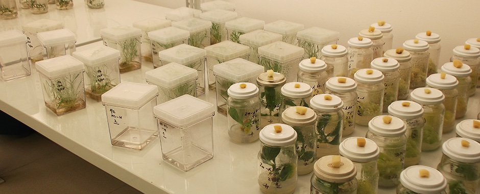 Kultivační místnost pro pěstování rostlin in vitro