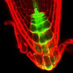 Mikroskopické snímky kořene huseníčku rolního (Arabidopsis thaliana). Buňky s vysokým obsahem důležitého rostlinného hormonu auxinu jsou obarveny zeleně (vlevo) nebo modře (vpravo).