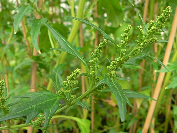 kvetoucí merlík červený (Chenopodium rubrum)